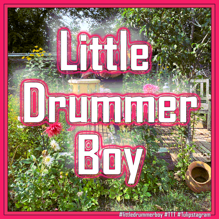 Doin´the Garden, diggin the weeds, who could ask for more? #littledrummerboy #TTT #Tulipstagram (ani/gif)